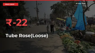 Sharp Fall! Tube Rose(Loose) Prices Plunge 21.74% in a Day at Key Mandis