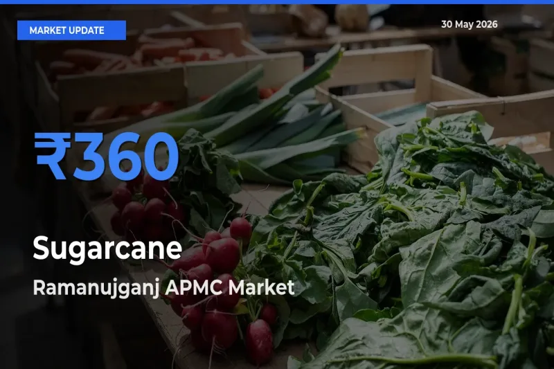 Farmers Prefer Ramanujganj APMC as Sugarcane Hits Highest Rate