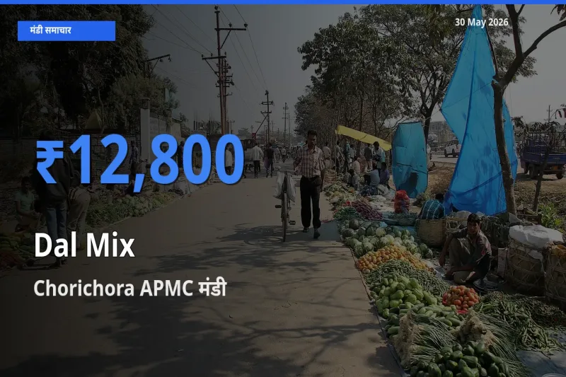 टॉप मंडी बना Chorichora APMC! मिक्स दाल के सबसे ऊँचे दाम यहीं दर्ज