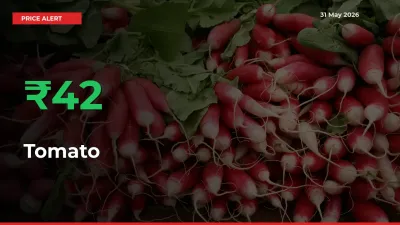 Tomato Rises 41.82% at Mandis