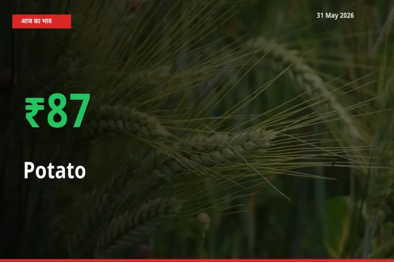 तेज़ तेजी! मंडी में आलू के दाम 87.44% चढ़े