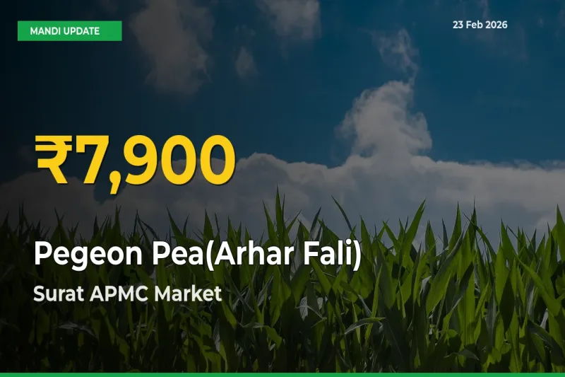 Pegeon Pea(Arhar Fali) Hits Fresh High in Surat APMC Today
