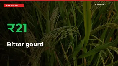 20.67% Spike in Bitter gourd Prices – Mandi Sees Sudden Rally