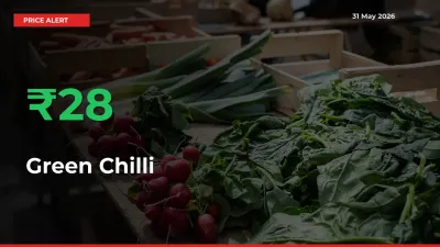 27.79% Spike in Green Chilli Prices – Mandi Sees Sudden Rally