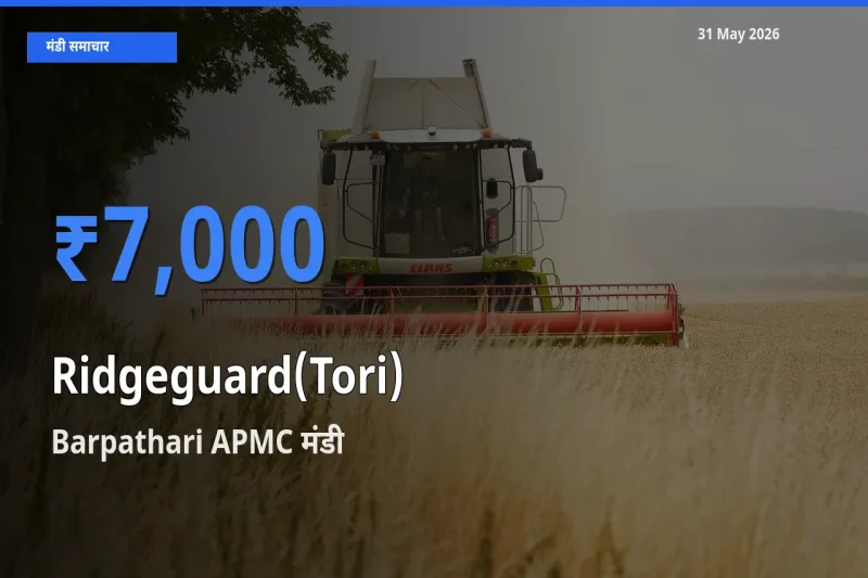 Barpathari APMC मंडी में तोरई ₹7,000 पर पहुँचा – आज का सर्वोच्च भाव