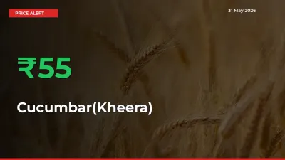 Farmers Cheer as Cucumbar(Kheera) Prices Surge 55.37% in Local Mandis
