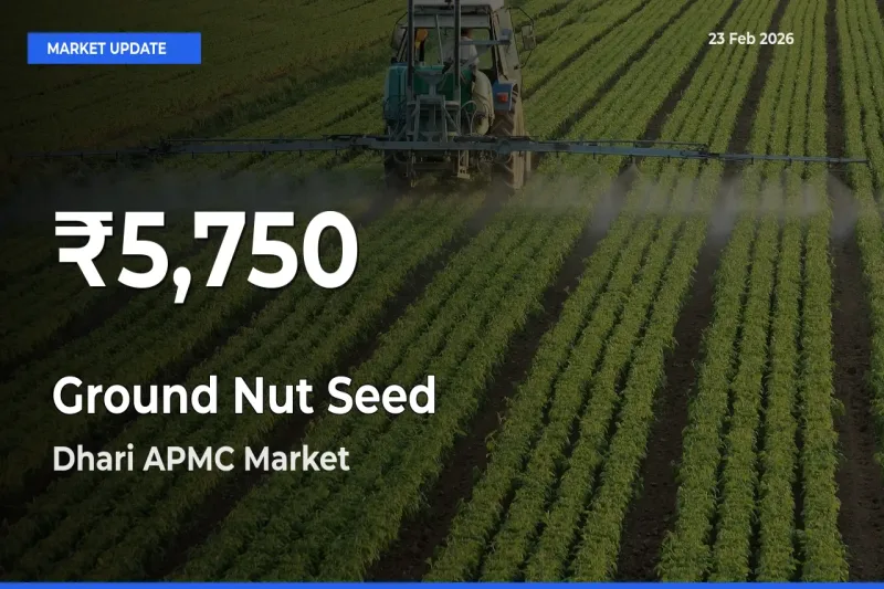 Ground Nut Seed Falls to ₹5,750 in Dhari APMC – 30-Day Lowest Rate