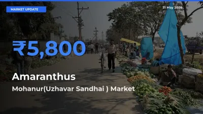 Mohanur(Uzhavar Sandhai ) Emerges as Top Mandi for Amaranthus Prices Today