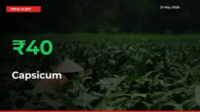 This Mandi Records 40.05% Jump in Capsicum Prices