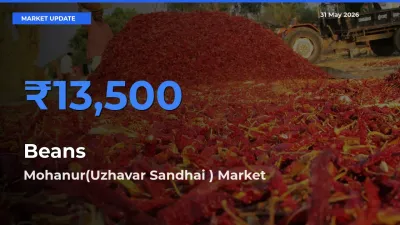 Top Performer! Mohanur(Uzhavar Sandhai ) Offers Best Beans Price Today