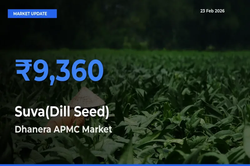 Suva(Dill Seed) Mandi Rate Today: Dhanera APMC Tops the List