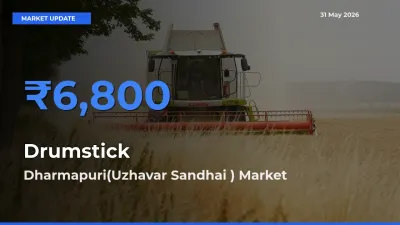 Farmers Prefer Dharmapuri(Uzhavar Sandhai ) as Drumstick Hits Highest Rate