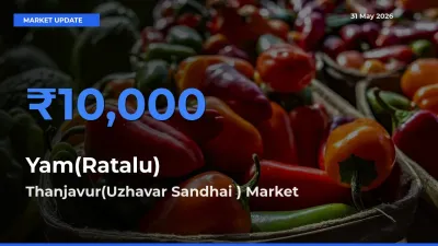 Yam(Ratalu) Mandi Rate Today: Thanjavur(Uzhavar Sandhai ) Tops the List