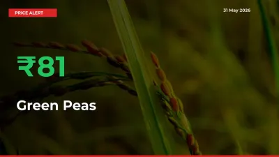 Green Peas Prices Rise 80.95% in a Day at Major Mandis