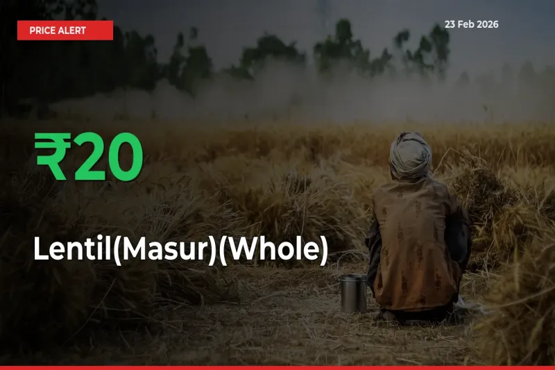Why Lentil(Masur)(Whole) Prices Rose 20.44% in a Day at Mandis