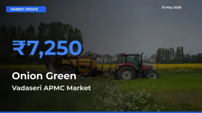 Market Watch: Vadaseri APMC Becomes Top Mandi for Onion Green