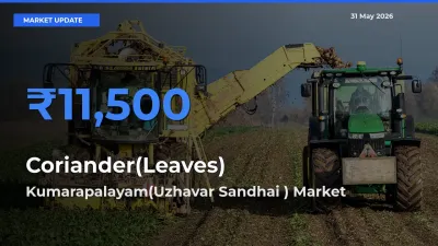 Kumarapalayam(Uzhavar Sandhai ) Tops Coriander(Leaves) Mandi Rates Today