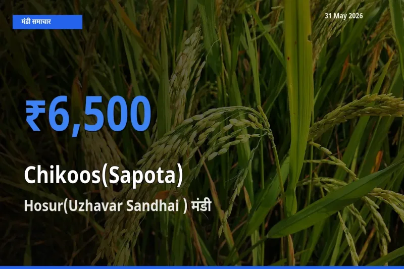 किसानों की पसंद बना Hosur(Uzhavar Sandhai ), चीकू के सबसे अच्छे दाम