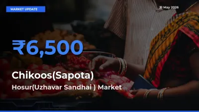 Top Performer! Hosur(Uzhavar Sandhai ) Offers Best Chikoos(Sapota) Price Today