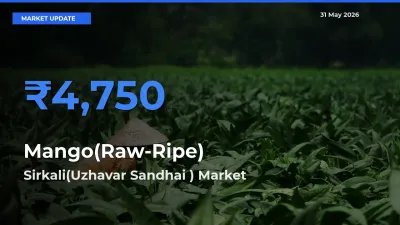 Sirkali(Uzhavar Sandhai ) Leads as Top Mandi for Mango(Raw-Ripe) Prices