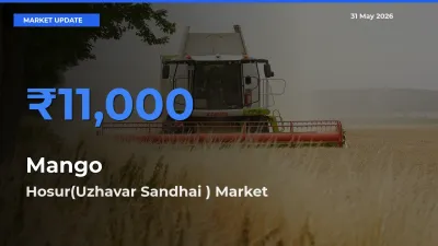 Hosur(Uzhavar Sandhai ) Tops Mango Rates – May 31 Market Update