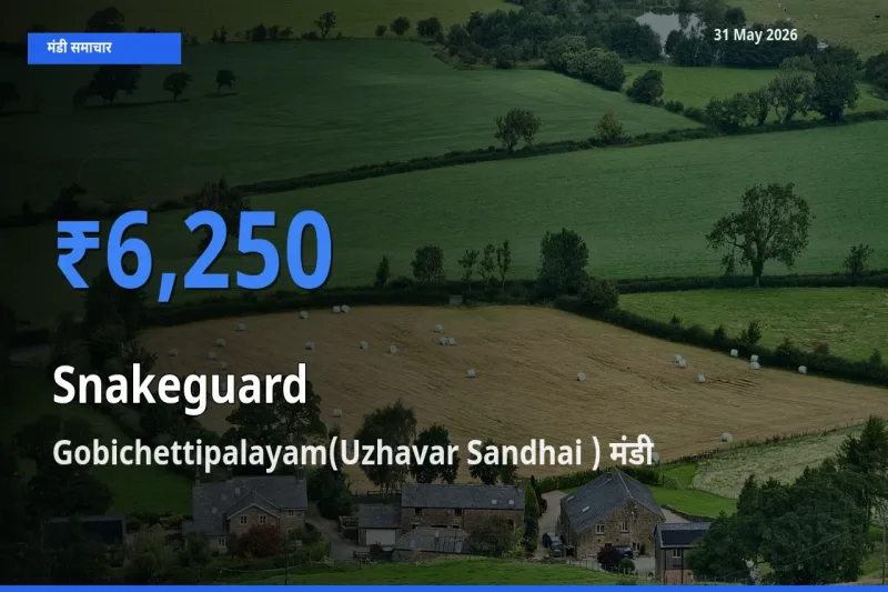 31 May अपडेट: चिचिंडा (नागफनी लौकी) के सबसे ऊँचे दाम Gobichettipalayam(Uzhavar Sandhai ) मंडी में