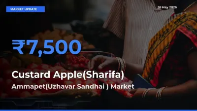 Ammapet(Uzhavar Sandhai ) Tops Custard Apple(Sharifa) Mandi Rates Today