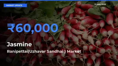 Market Watch: Ranipettai(Uzhavar Sandhai ) Becomes Top Mandi for Jasmine