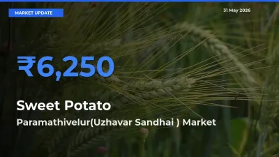 Top Performer! Paramathivelur(Uzhavar Sandhai ) Offers Best Sweet Potato Price Today