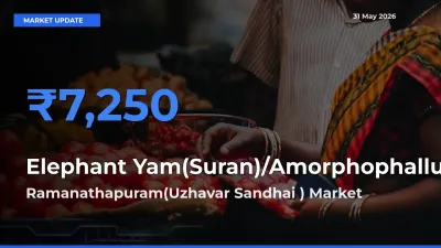 Ramanathapuram(Uzhavar Sandhai ) Emerges as Top Mandi for Elephant Yam(Suran)/Amorphophallus Prices Today