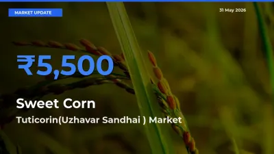 Market Watch: Tuticorin(Uzhavar Sandhai ) Becomes Top Mandi for Sweet Corn