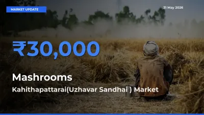 Kahithapattarai(Uzhavar Sandhai ) Offers ₹30,000 – Highest Mashrooms Rate Today