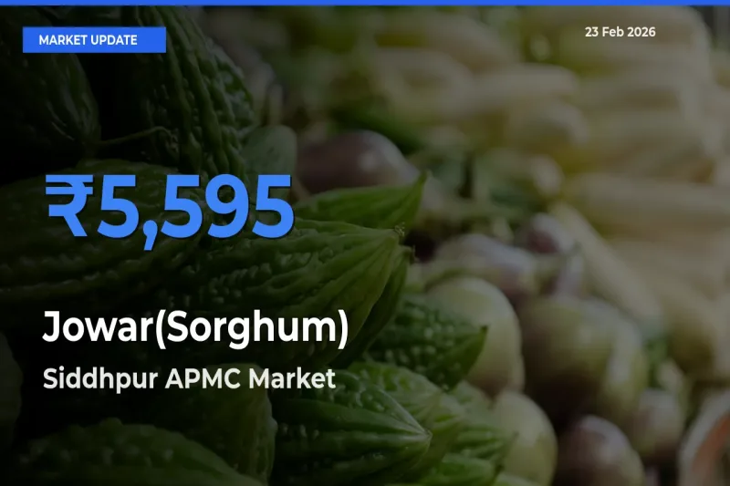 Siddhpur APMC Tops Jowar(Sorghum) Rates – February 23 Market Update