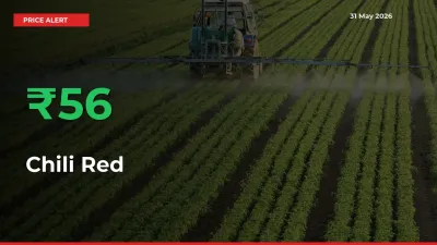 Sudden 55.61% Rally in Chili Red Prices Across Mandis