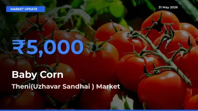 Theni(Uzhavar Sandhai ) Tops Baby Corn Mandi Rates Today