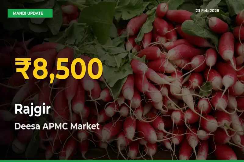 Rajgir Hits Fresh High in Deesa APMC Today