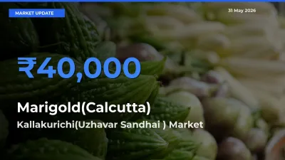 Marigold(Calcutta) Mandi Rate Today: Kallakurichi(Uzhavar Sandhai ) Tops the List