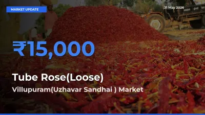Market Watch: Villupuram(Uzhavar Sandhai ) Becomes Top Mandi for Tube Rose(Loose)