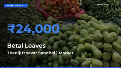 Farmers Prefer Theni(Uzhavar Sandhai ) as Betal Leaves Hits Highest Rate