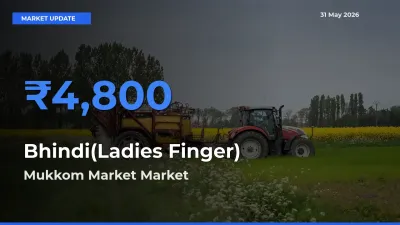 Market Watch: Mukkom Market Becomes Top Mandi for Bhindi(Ladies Finger)
