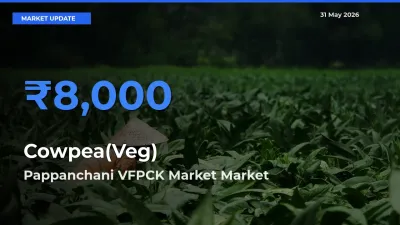 Market Watch: Pappanchani VFPCK Market Becomes Top Mandi for Cowpea(Veg)