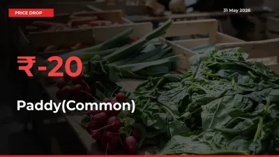 Sudden Shock! Paddy(Common) Drops 20.4% in 24 Hours at Top Mandis