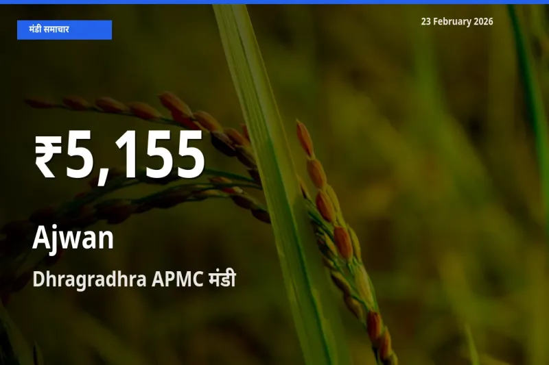 Ajwan के दाम 30 दिनों के सबसे निचले स्तर पर, Dhragradhra APMC