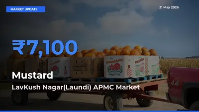 Top Performer! LavKush Nagar(Laundi) APMC Offers Best Mustard Price Today