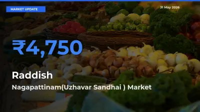 Nagapattinam(Uzhavar Sandhai ) Tops Raddish Rates – May 31 Market Update