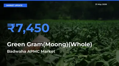 Badwaha APMC Offers ₹7,450 – Highest Green Gram(Moong)(Whole) Rate Today
