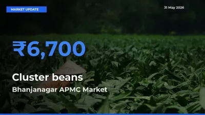 Bhanjanagar APMC Tops Cluster beans Rates – May 31 Market Update