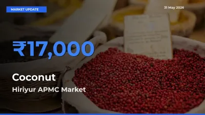 Market Watch: Hiriyur APMC Becomes Top Mandi for Coconut