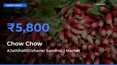 AJattihalli(Uzhavar Sandhai ) Tops Chow Chow Rates – May 31 Market Update