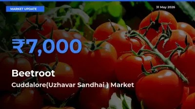 Cuddalore(Uzhavar Sandhai ) Records Highest ₹7,000 Rate for Beetroot